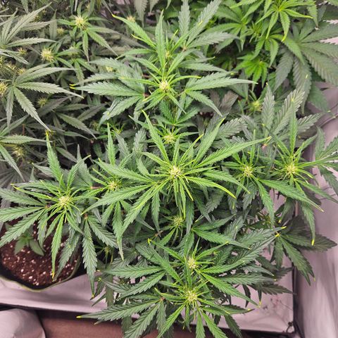 Gelato Glue Auto growlog timeline photo