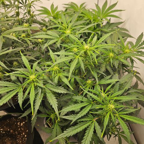 Gelato Glue Auto growlog timeline photo