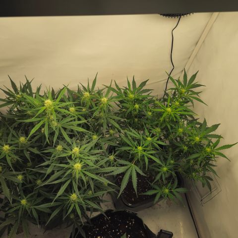 Gelato Glue Auto growlog timeline photo