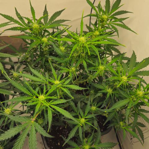 Gelato Glue Auto growlog timeline photo