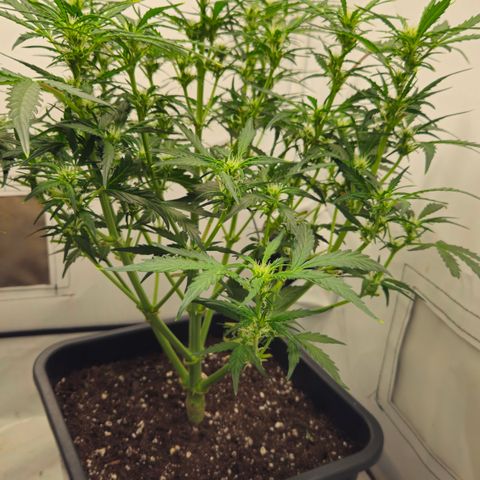 Gelato Glue Auto growlog timeline photo