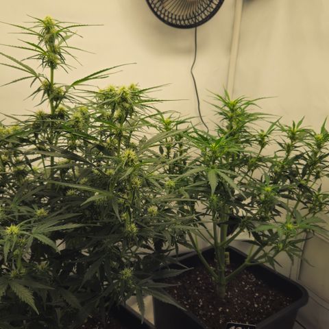 Gelato Glue Auto growlog timeline photo