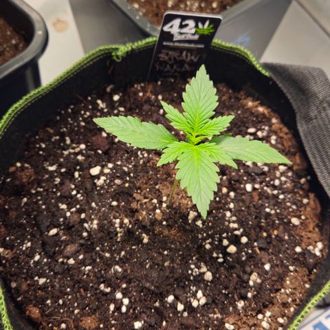Strawberry Banana Auto growlog timeline photo