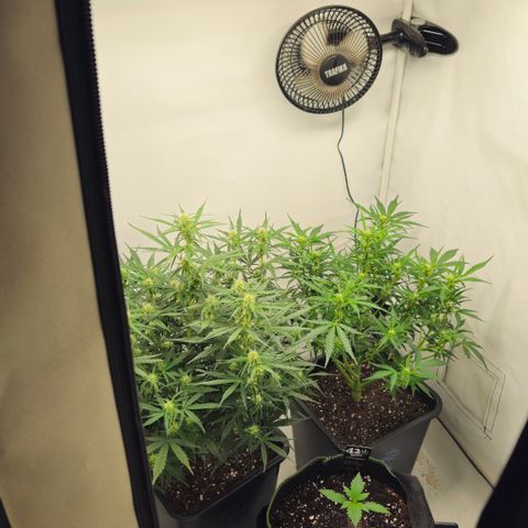 Strawberry Banana Auto growlog timeline photo