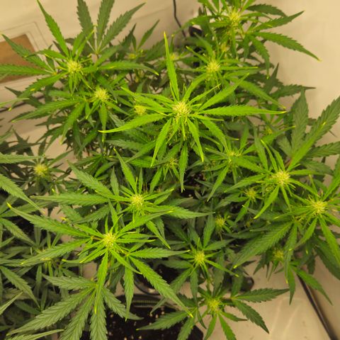 Gelato Glue Auto growlog timeline photo