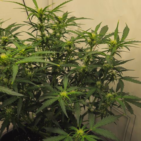 Gelato Glue Auto growlog timeline photo