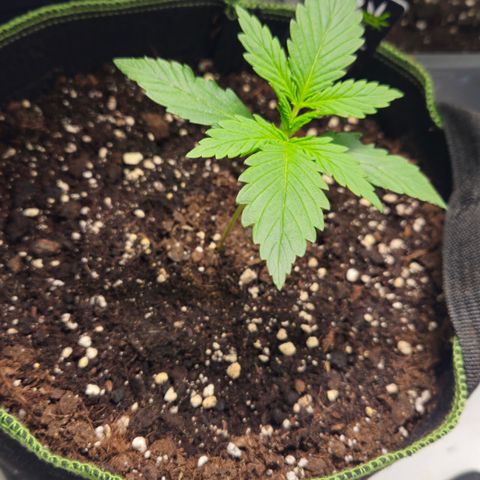 Strawberry Banana Auto growlog timeline photo