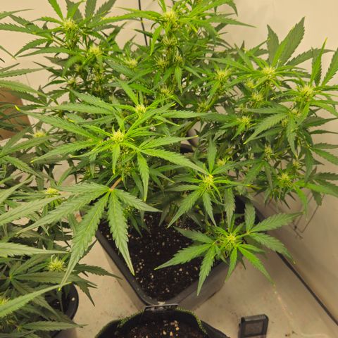 Gelato Glue Auto growlog timeline photo