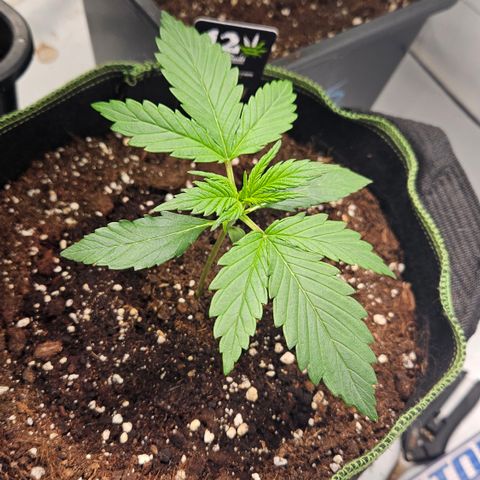 Strawberry Banana Auto growlog timeline photo