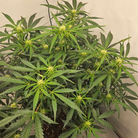 Gelato Glue Auto growlog timeline photo