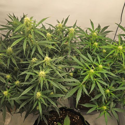 Gelato Glue Auto growlog timeline photo
