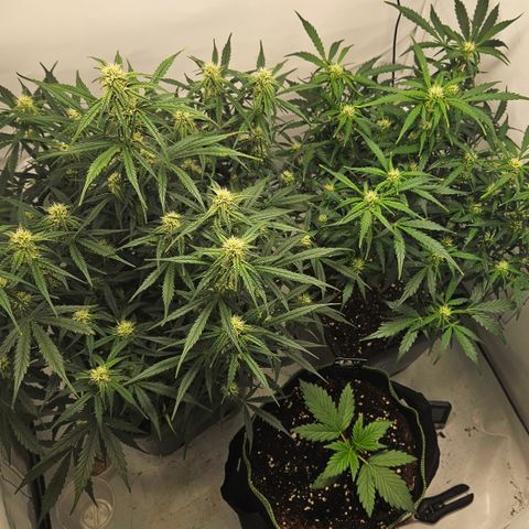 Gelato Glue Auto growlog timeline photo