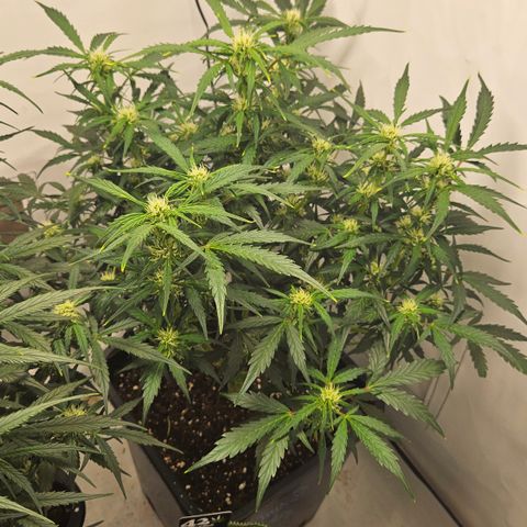 Gelato Glue Auto growlog timeline photo