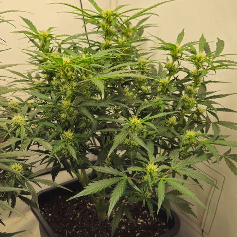 Gelato Glue Auto growlog timeline photo