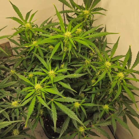 Gelato Glue Auto growlog timeline photo