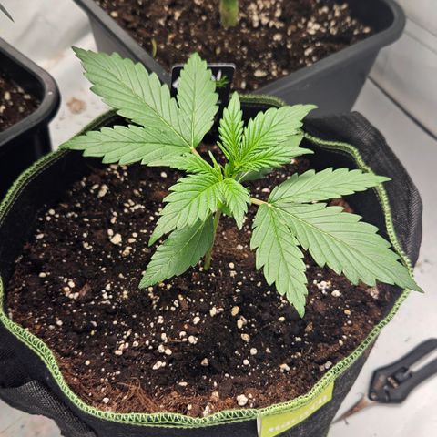 Strawberry Banana Auto growlog timeline photo
