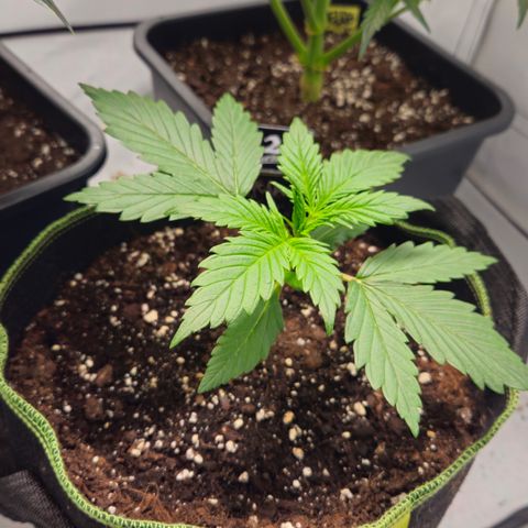 Strawberry Banana Auto growlog timeline photo