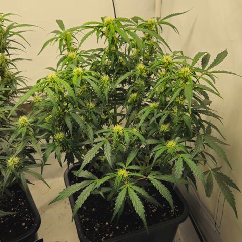 Gelato Glue Auto growlog timeline photo