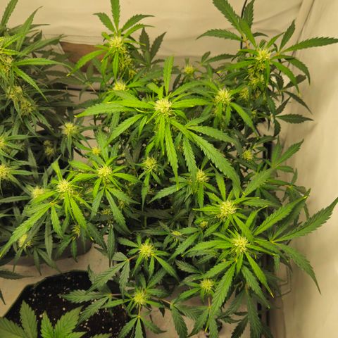 Gelato Glue Auto growlog timeline photo