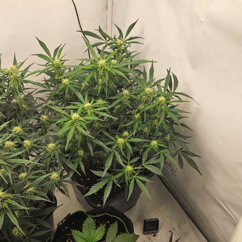 Gelato Glue Auto growlog timeline photo