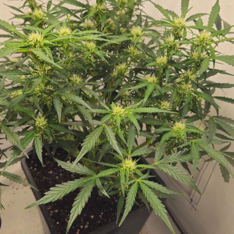 Gelato Glue Auto growlog timeline photo