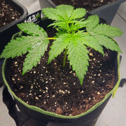 Strawberry Banana Auto growlog timeline photo
