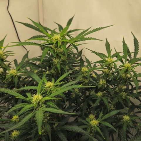 Gelato Glue Auto growlog timeline photo