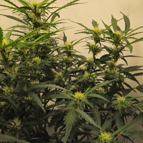 Gelato Glue Auto growlog timeline photo