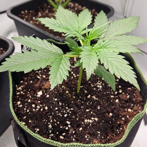 Strawberry Banana Auto growlog timeline photo