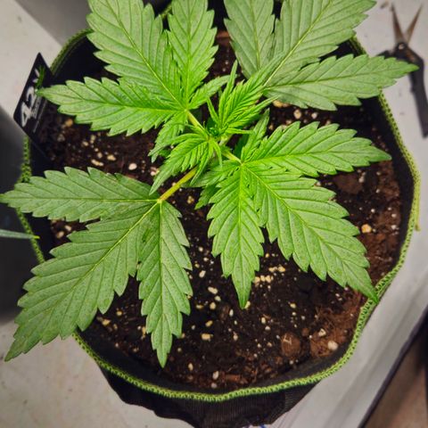 Strawberry Banana Auto growlog timeline photo