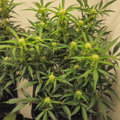 Gelato Glue Auto growlog timeline photo