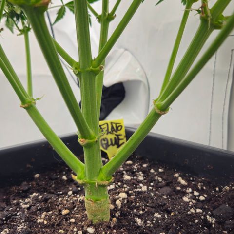 Gelato Glue Auto growlog timeline photo