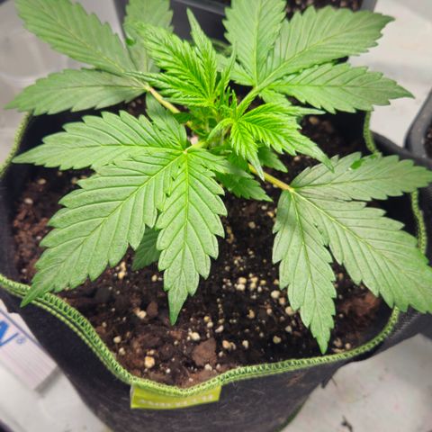Strawberry Banana Auto growlog timeline photo