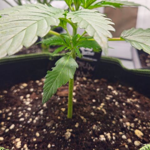 Strawberry Banana Auto growlog timeline photo