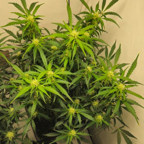 Gelato Glue Auto growlog timeline photo