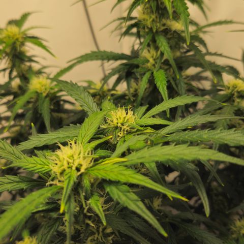 Gelato Glue Auto growlog timeline photo