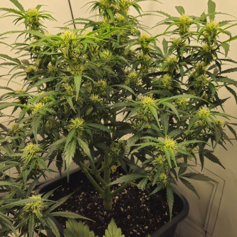 Gelato Glue Auto growlog timeline photo