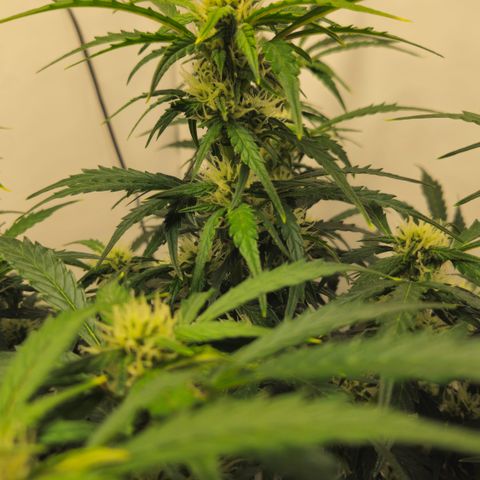 Gelato Glue Auto growlog timeline photo