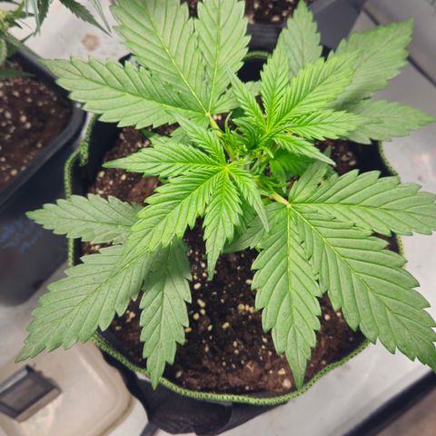 Strawberry Banana Auto growlog timeline photo