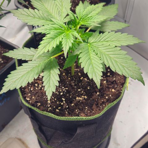 Strawberry Banana Auto growlog timeline photo