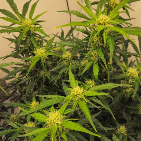 Gelato Glue Auto growlog timeline photo