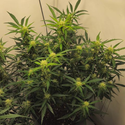 Gelato Glue Auto growlog timeline photo