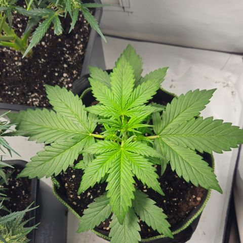 Strawberry Banana Auto growlog timeline photo