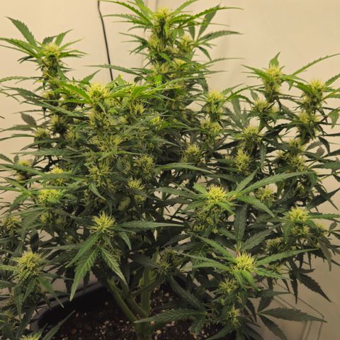 Gelato Glue Auto growlog timeline photo