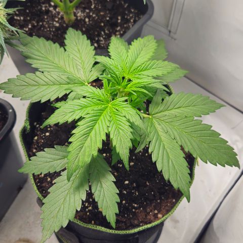 Strawberry Banana Auto growlog timeline photo