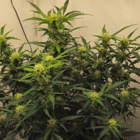 Gelato Glue Auto growlog timeline photo