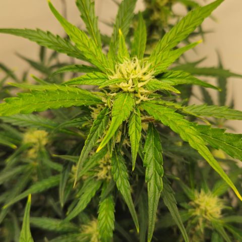 Gelato Glue Auto growlog timeline photo