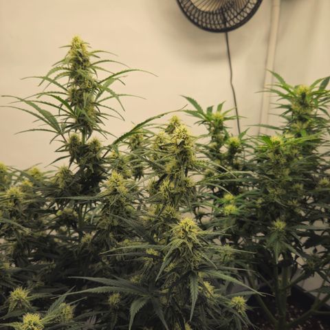 Gelato Glue Auto growlog timeline photo