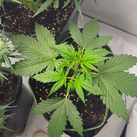 Strawberry Banana Auto growlog timeline photo