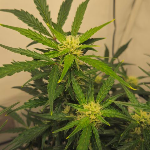 Gelato Glue Auto growlog timeline photo